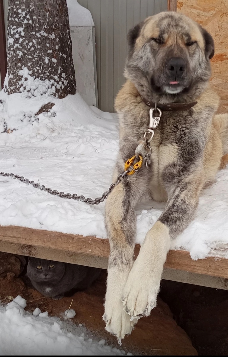 Мишаня и, если как следует приглядеться, внизу, под настилом лежит Мурзя. Раньше они очень дружили, но теперь у них слишком разные весовые категории. Мишка на радостях и затоптать может, слонёнок