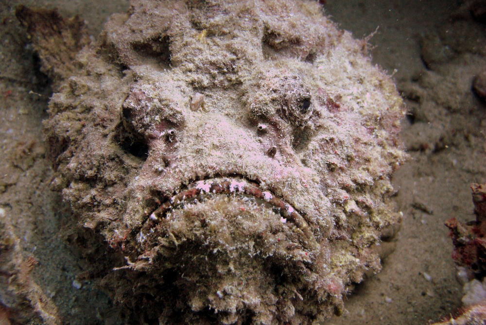     Фото: Kristina Vackova/Shutterstock/FOTODOM Со стороны рыбу вполне можно принять за булыжник. Главное — не дотрагиваться. Ведь тогда она может впрыснуть большое количество яда через бороздки на спинных плавниках