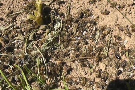 Чем рискует пчеловод не проводя обработку пчел от клеща весной?