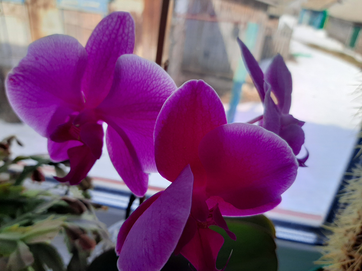 Орхидейка цветет уже третий месяц