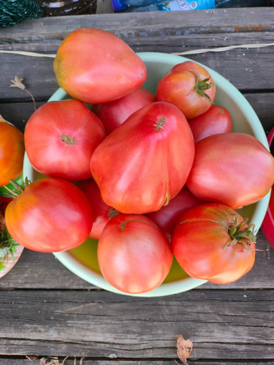 Фото автора. Обожаю свои помидоры. Август 2024г.