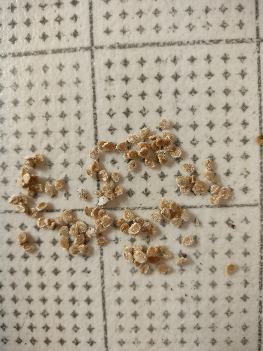 Фото автора. Семена помидоров