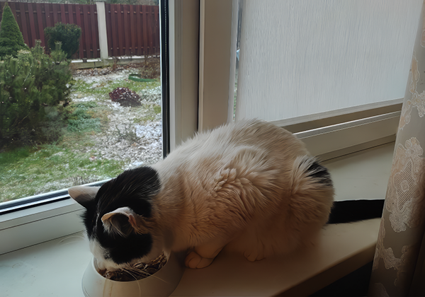 Белый завтракает