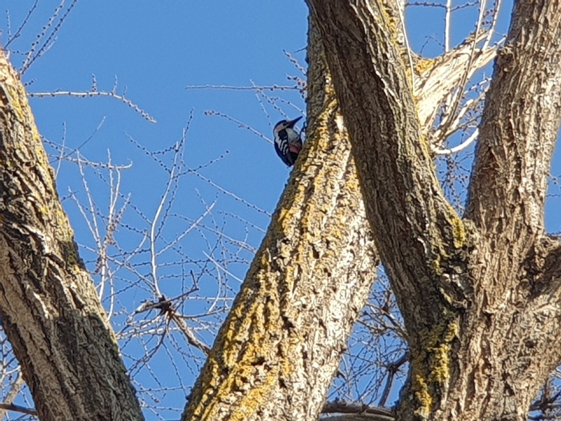 Сирийский дятел в Волгодонске