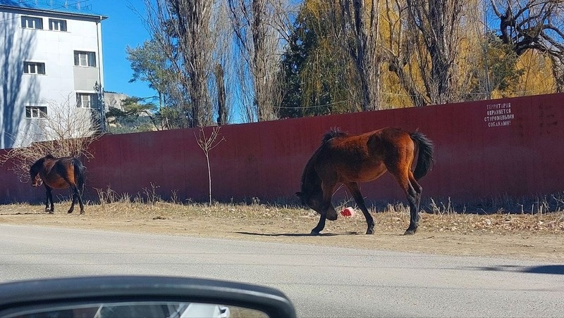      Фото: Соцсети главы Предгорного округа
