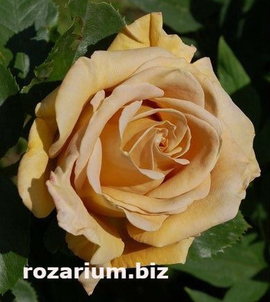 Все сорта роз можно купить в нашем интернет магазин – rozarium.biz