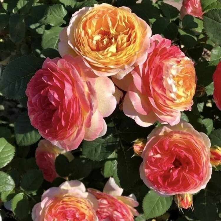 Все сорта роз можно купить в нашем интернет магазин – rozarium.biz