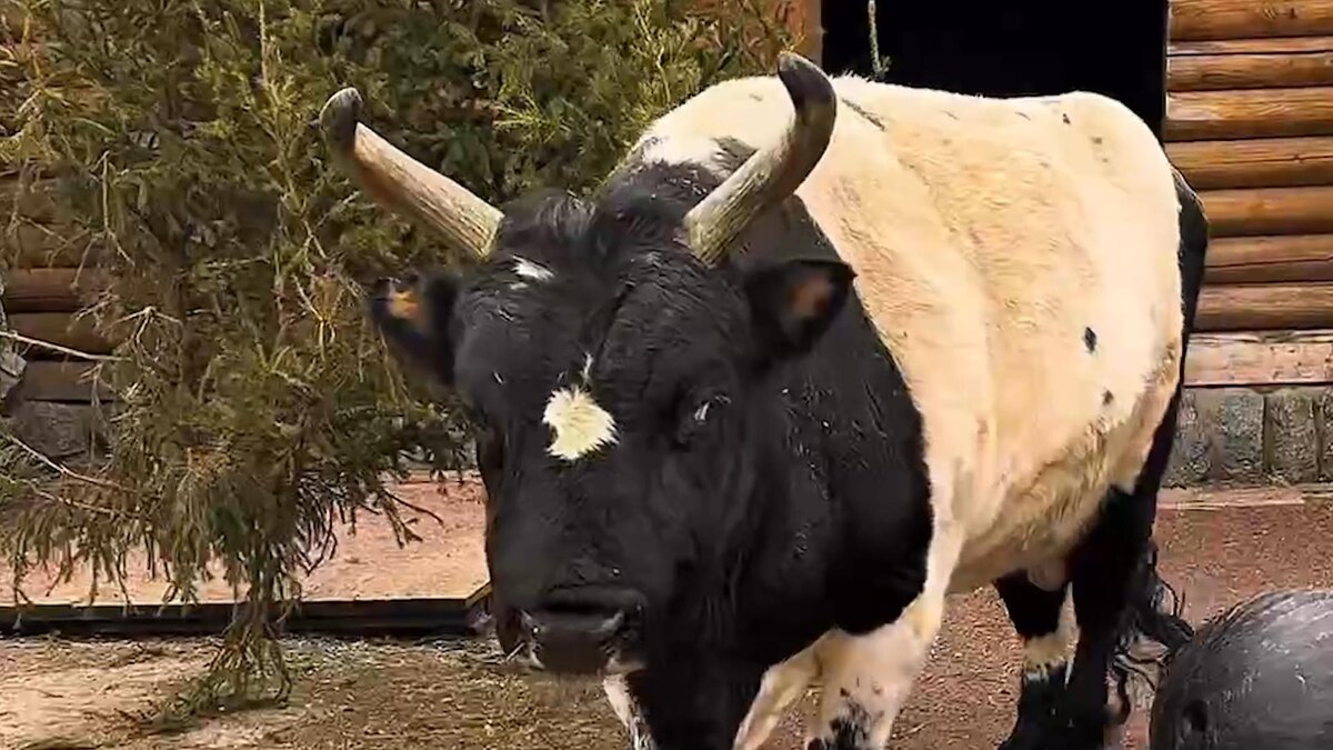    Фото: t.me/lenzoopark