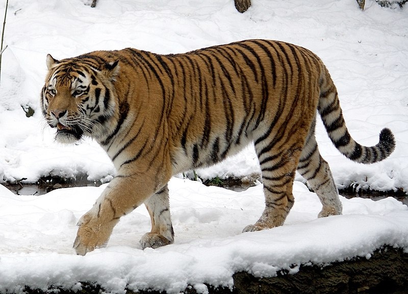 Амурский тигр в естественной среде обитания. Фото: Википедия. Male Panthera tigris altaica, Leipzig Zoo / Tomak (*27. Mai 2004 in Leipzig, †2. August 2023)