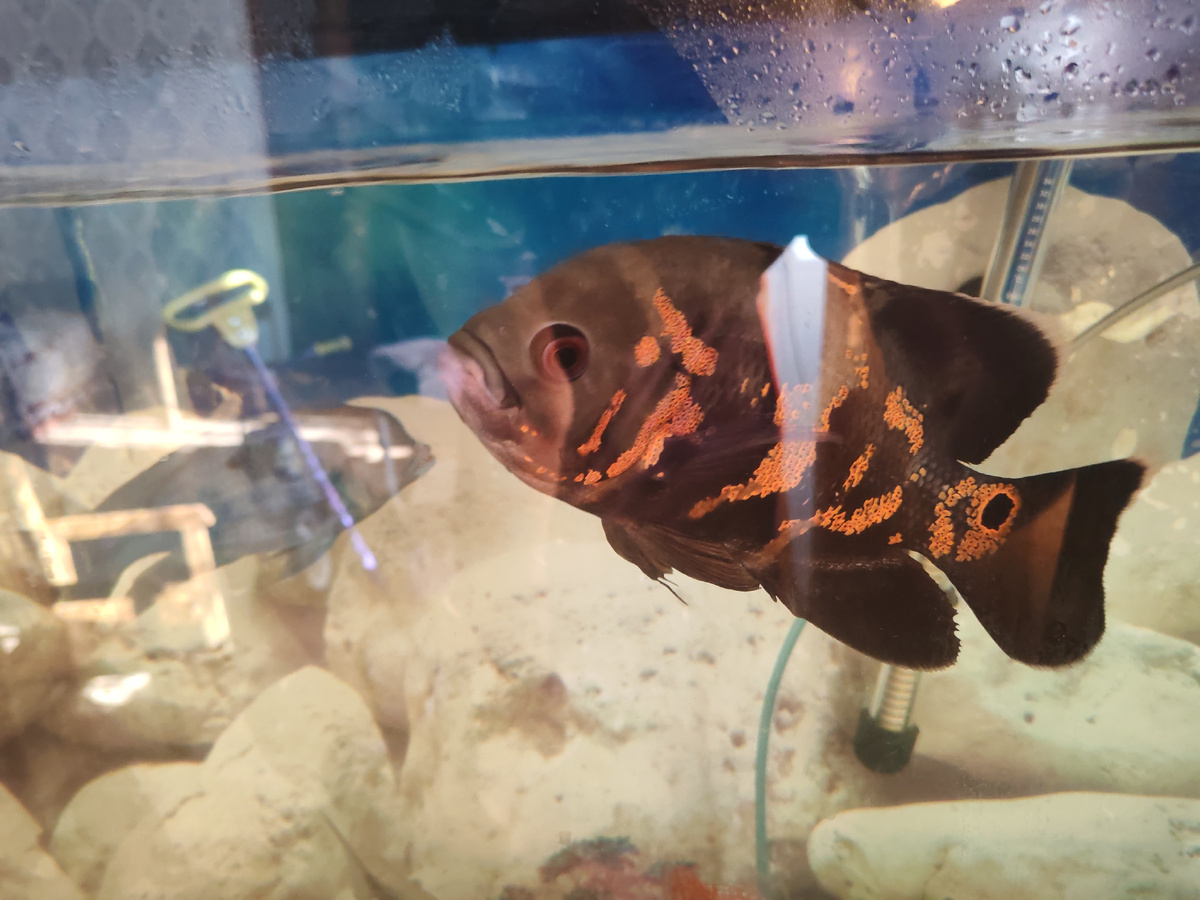 Астронотус 