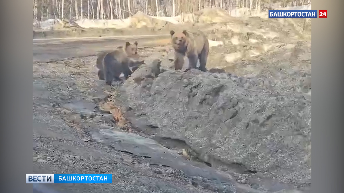    Бегущих по трассе медведицу с тремя медвежатами сняли на видео в Башкортостане