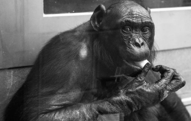    Канзи. Фото: Legion-Media