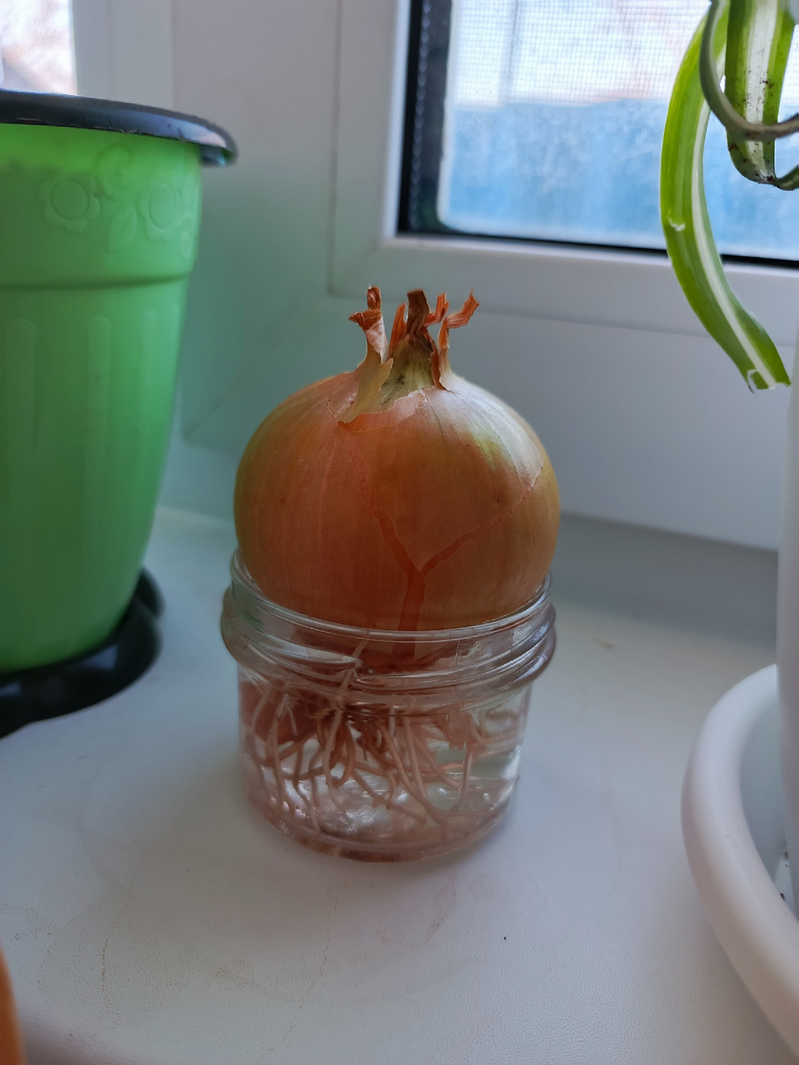 Корни дочку впечатлили