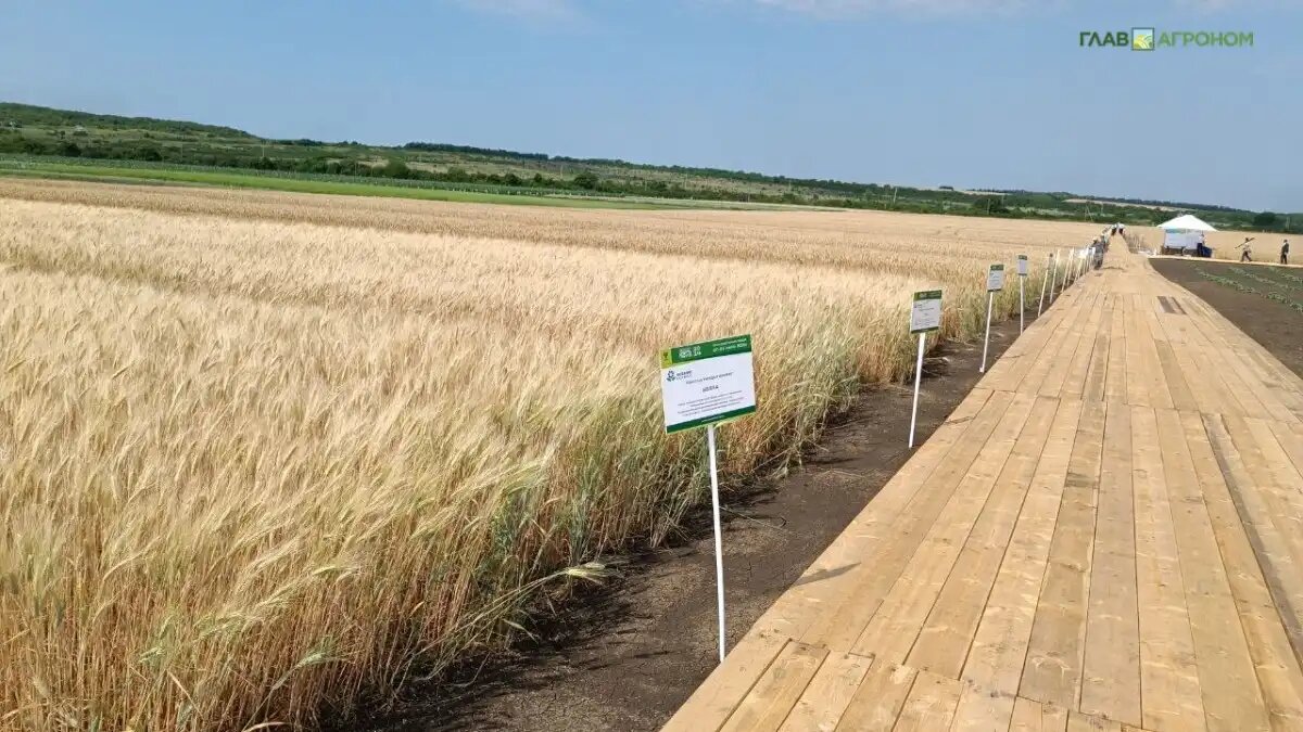 Фото:Владимир Исаенко / Glavagronom.ru
Семеноводство – одно из направлений оптимизации расходов агрохозяйств