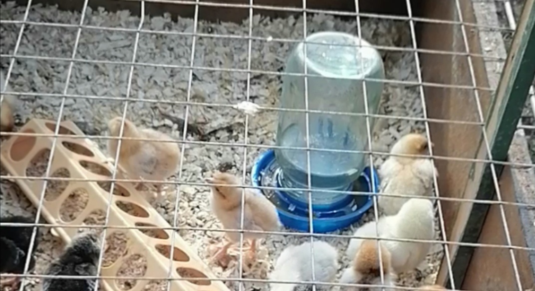 Банка к такой поилке подходит любая. Чем больше  банка, тем реже нужно добавлять воду.