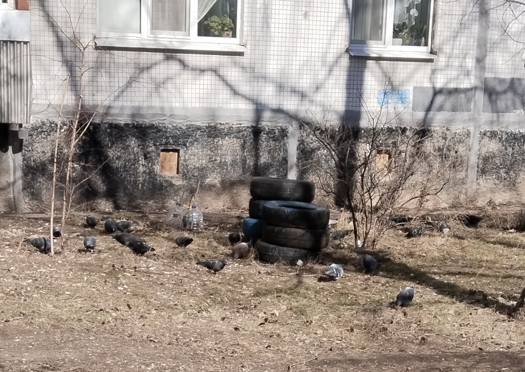 Красота: голуби и покрышки...