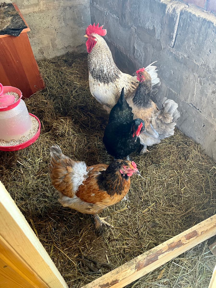 Скромное поголовье курочек, начало проекта