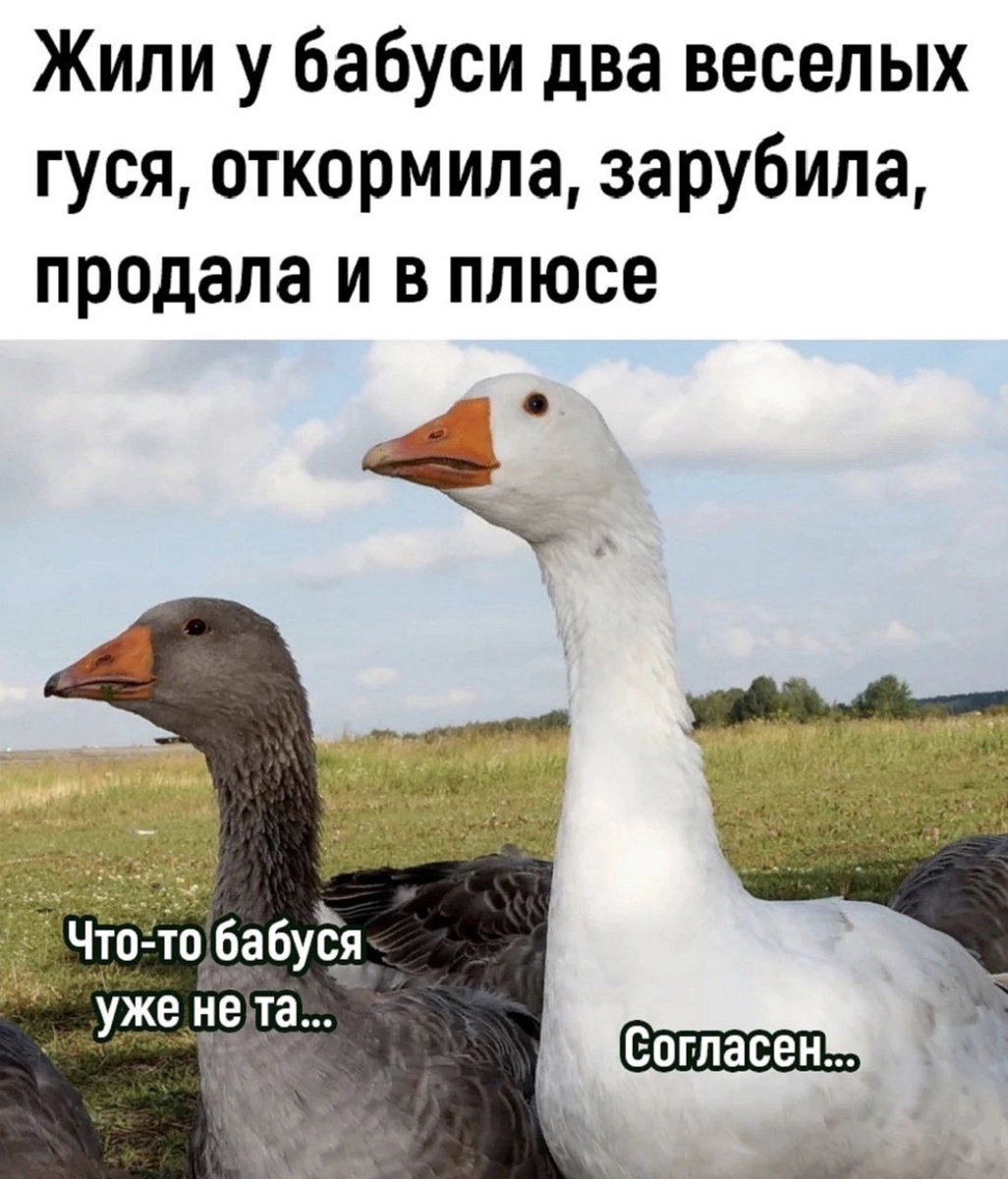 Картинка не про кур, но по теме