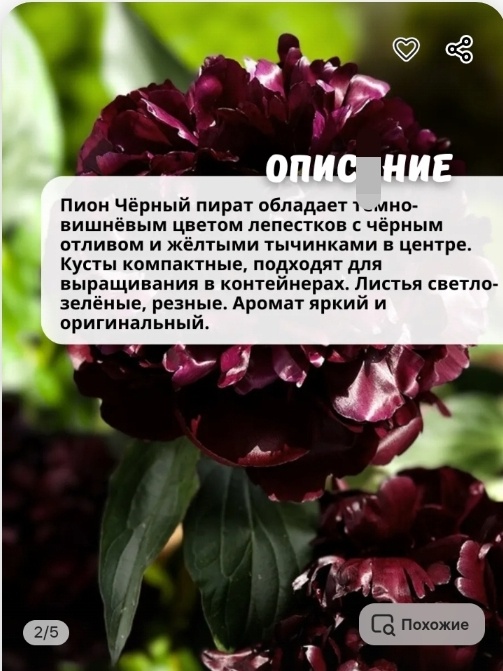 Скриншот с Вайлдберриз 