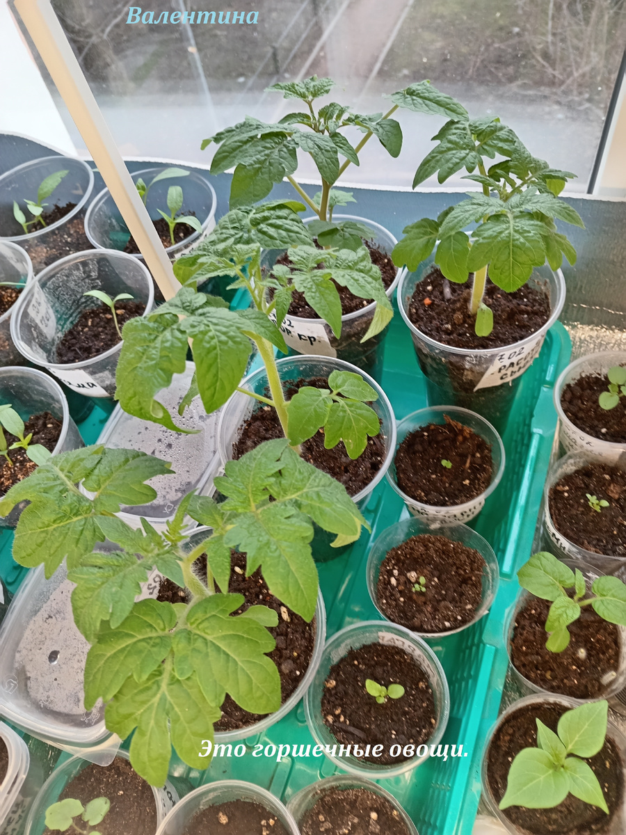 Эти подкармливала раньше. Горшечные. Будут расти в мешках.