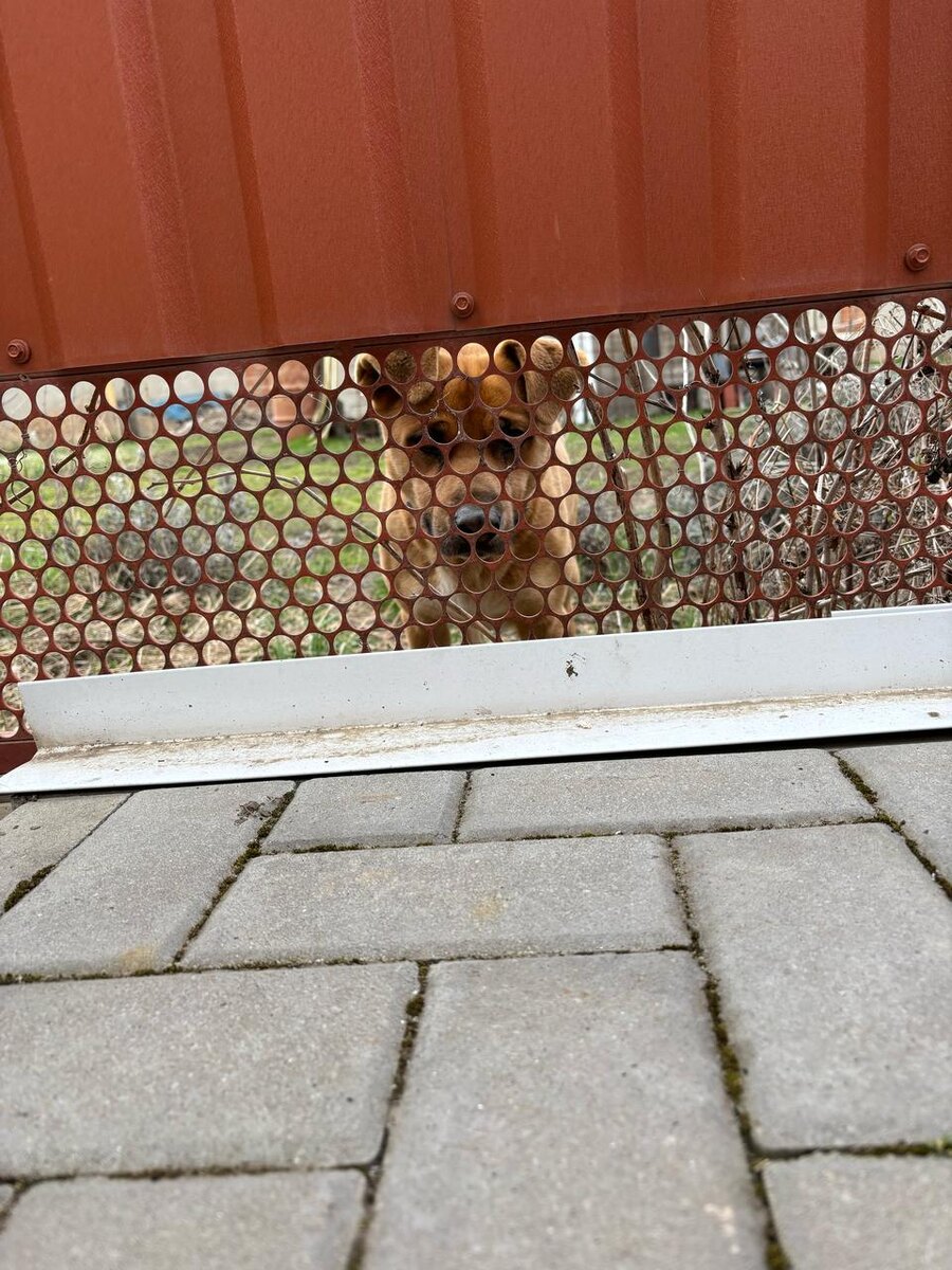 Вечно голодный Форик, соседский