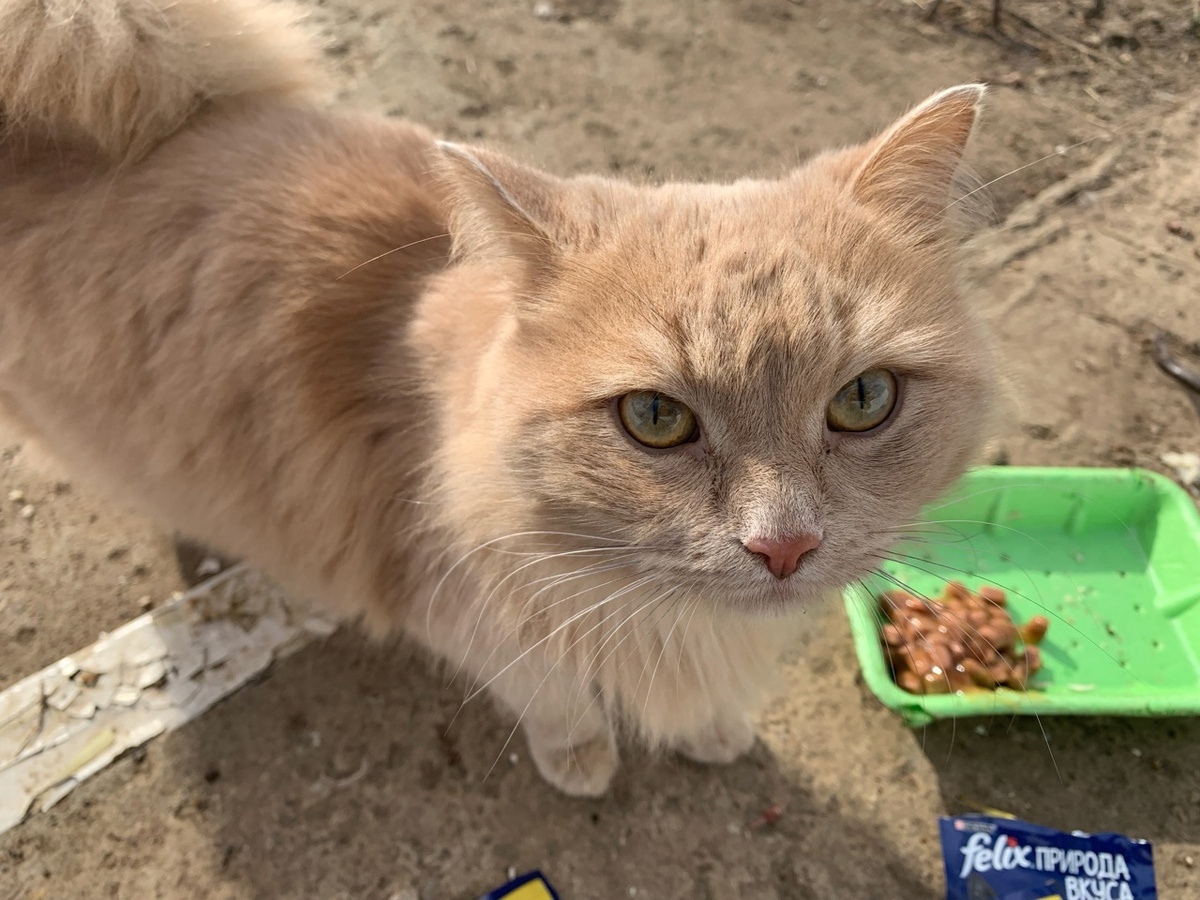 Рыжая кошечка ( котик)явно была когда-то домашней. Теперь она на улице. С надеждой в глазах провожает проходящих мимо людей.