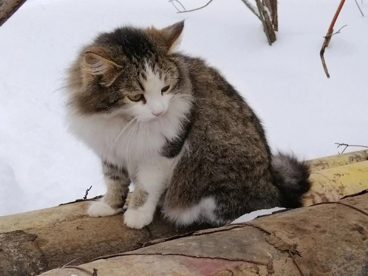 Где этот котик? Недавно он жил на теплотрассе. Теперь пропал. Хорошо, если его забрали в хорошие руки.