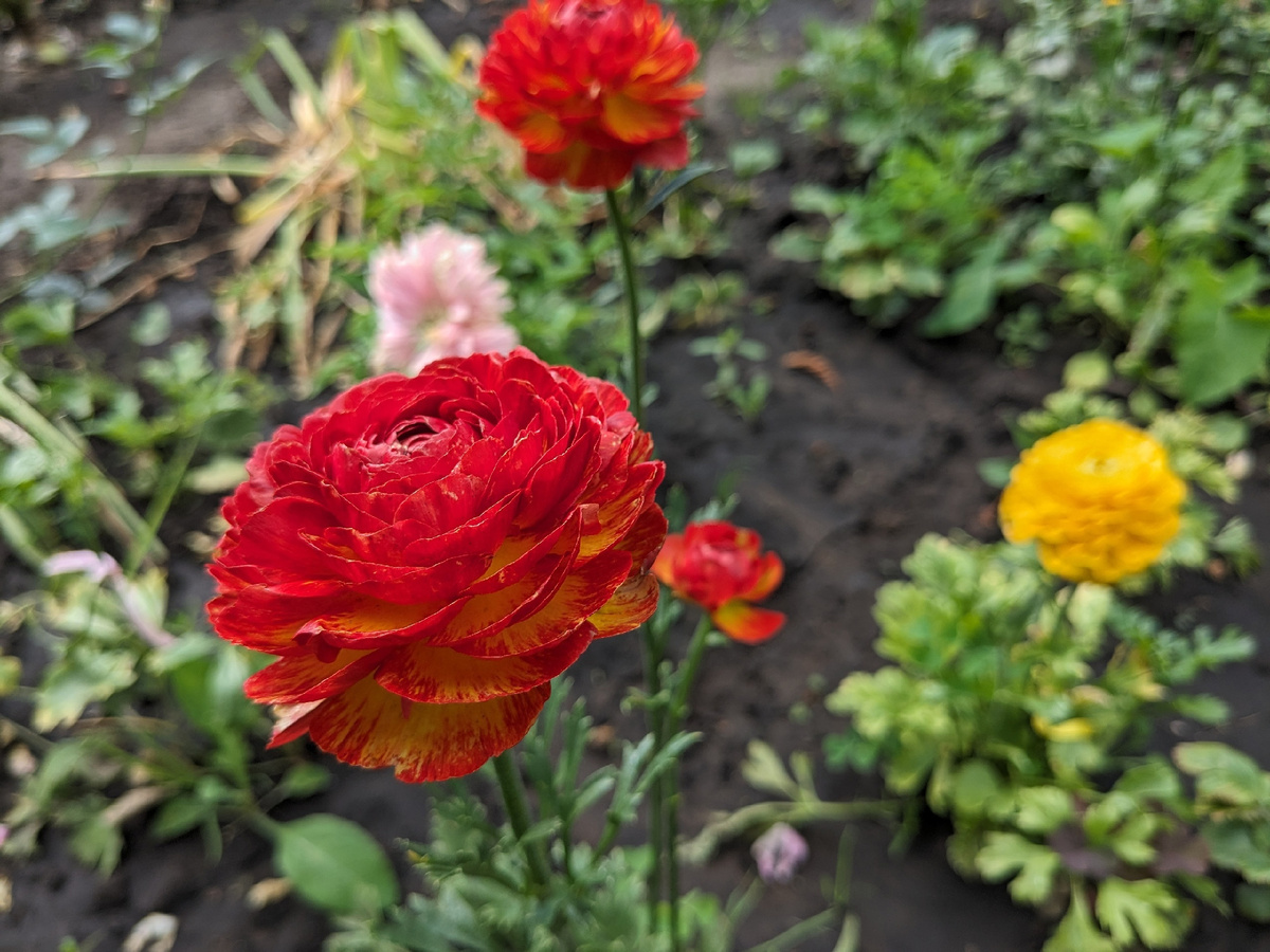 Мои садовые лютики растут вперемешку