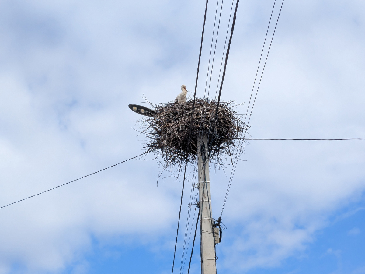 Аисты прилетели