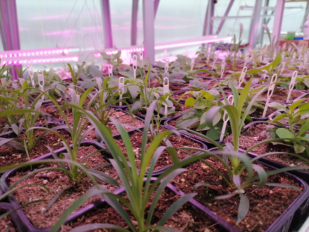 Гвоздика ампельная после перевалки. На дальнем плане петуния.