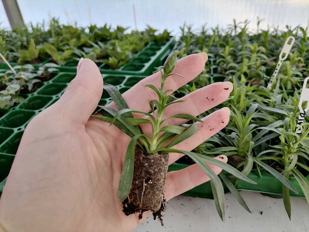 Рассада гвоздики ампельной (фото автора)