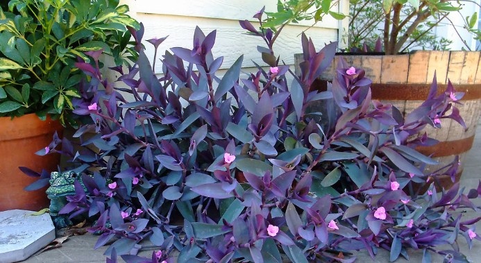 Фото: Яндекс Картинки