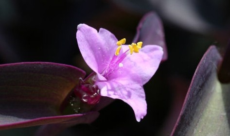 Фото: Яндекс Картинки