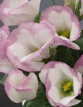 Сапфир Пинк Рим