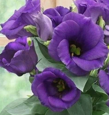 Сапфир F1 Блю