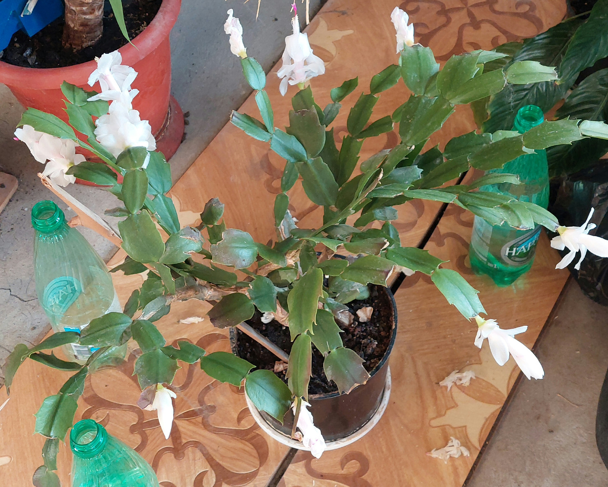 Декабрист великолепен!