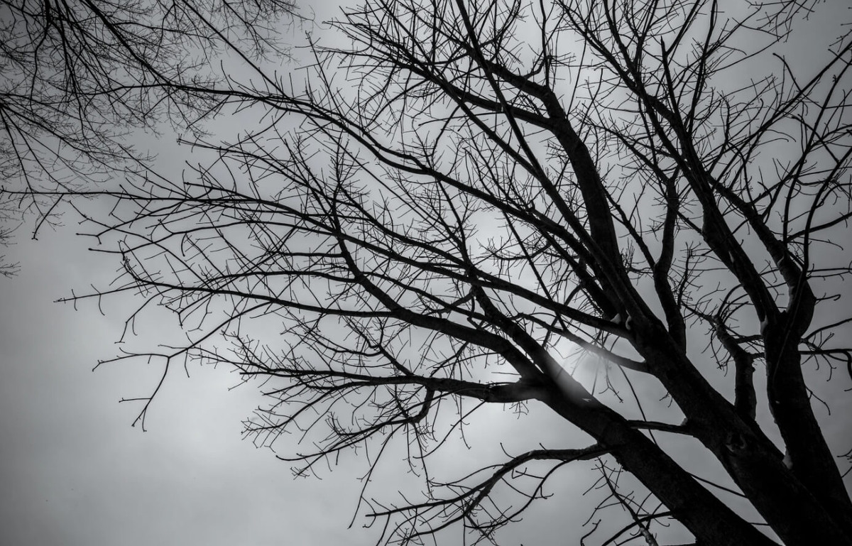    Голые ветви деревьев — это их способ выжить зимой. Источник изображения: pxhere.com