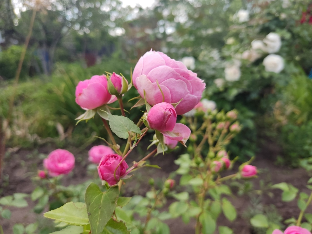 Начало цветения розы Pomponella - скоро каждая ветка станет букетом