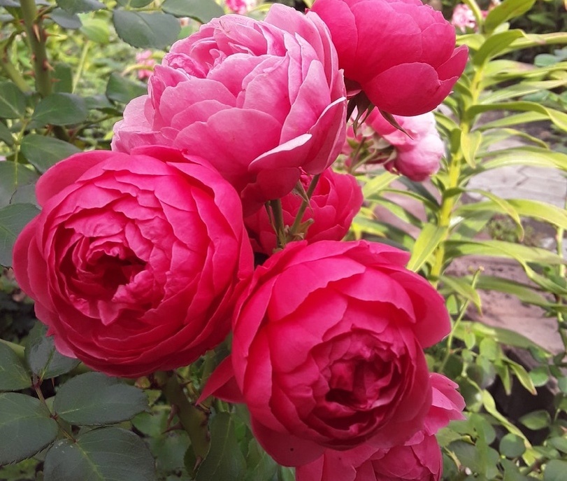 Pomponella в 2021 году