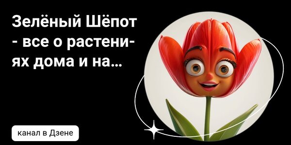 dzen.ruЗелёный Шёпот - все о растениях дома и на даче | Дзен