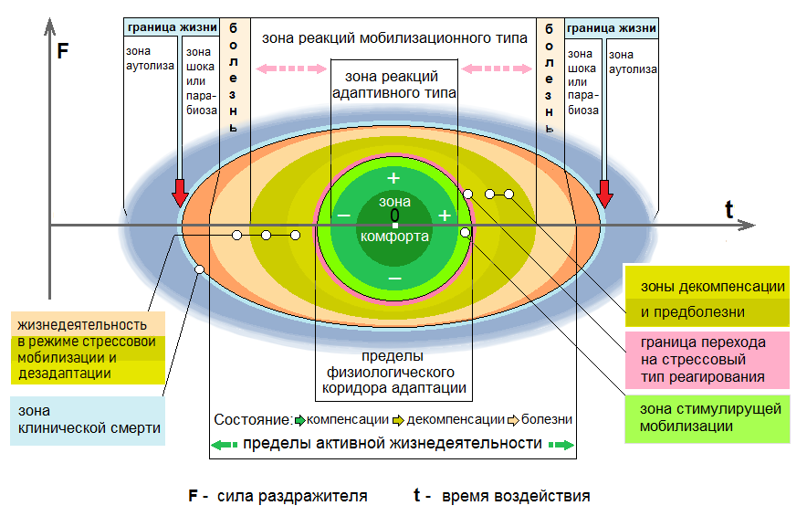Схема 5.  Клинико-физиологическая характеристика реакций организма на внешние раздражители