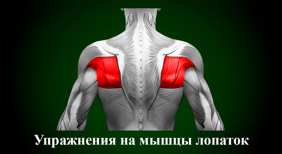 Упражнения на мышцы лопаток