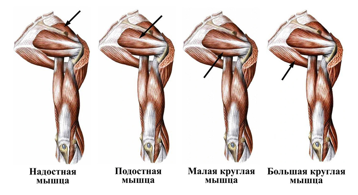 Мышцы лопаток