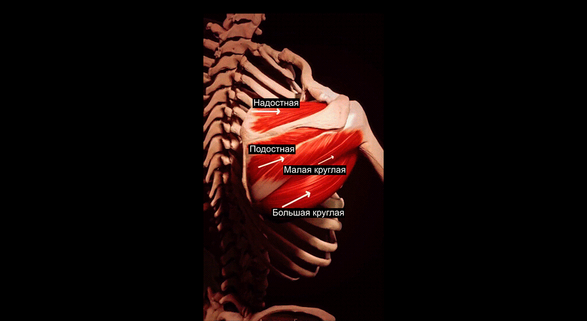 Мышцы лопаток