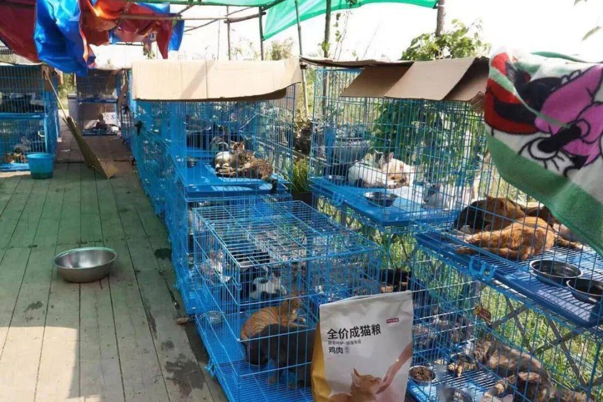 Приют для кошек. Фото www.sohu.com
