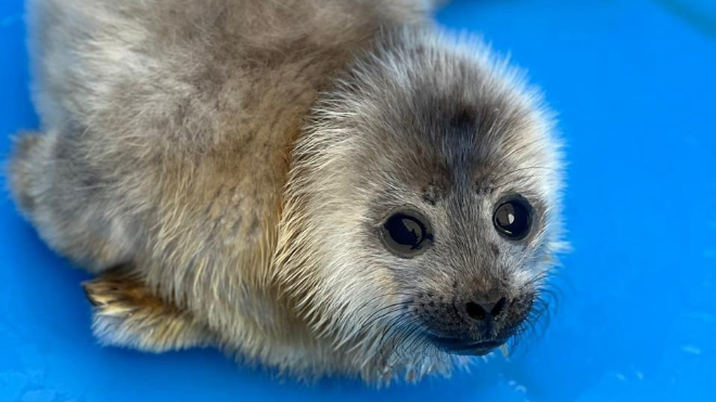 Фото: t.me/ohota47