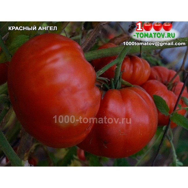 Томат Красный ангел 1