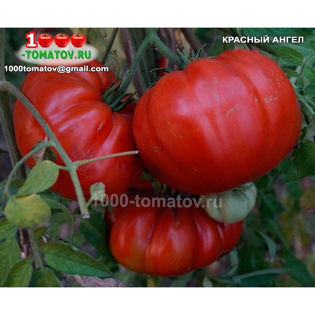Томат Красный ангел 2
