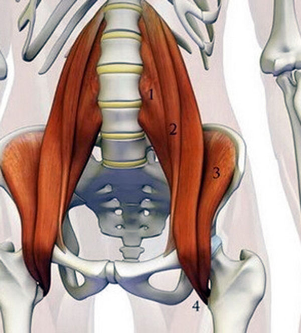 Рисунок №. 1. Анатомия подвздошно-поясничной мышцы:
1 — большая поясничная мышца.
2 — малая поясничная мышца.
3 — подвздошная мышца.
4 — место прикрепления мышцы в области малого вертела бедренной кости.