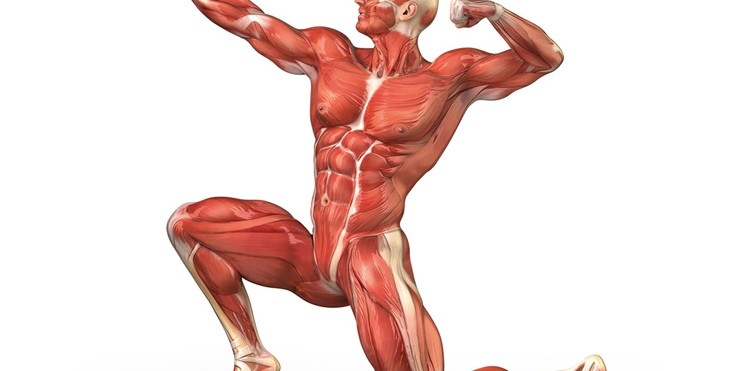 Подвздошно-поясничная мышца — лимфатическое сердце спортсмена